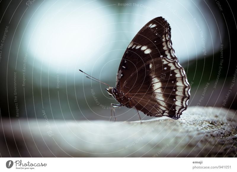 Schmetterling Tier Wildtier Flügel Zoo 1 schön blau Farbfoto Außenaufnahme Nahaufnahme Makroaufnahme Menschenleer Tag Schwache Tiefenschärfe