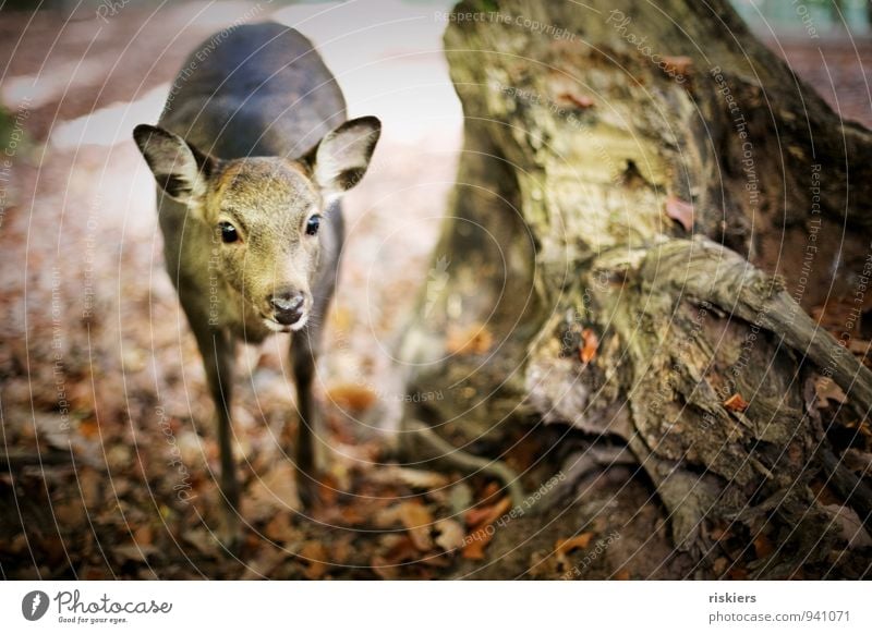 Rehaugen Umwelt Natur Herbst Schönes Wetter Blatt Wurzel Baum Wald Tier Wildtier Zoo 1 beobachten Blick stehen warten Neugier braun Akzeptanz Vertrauen