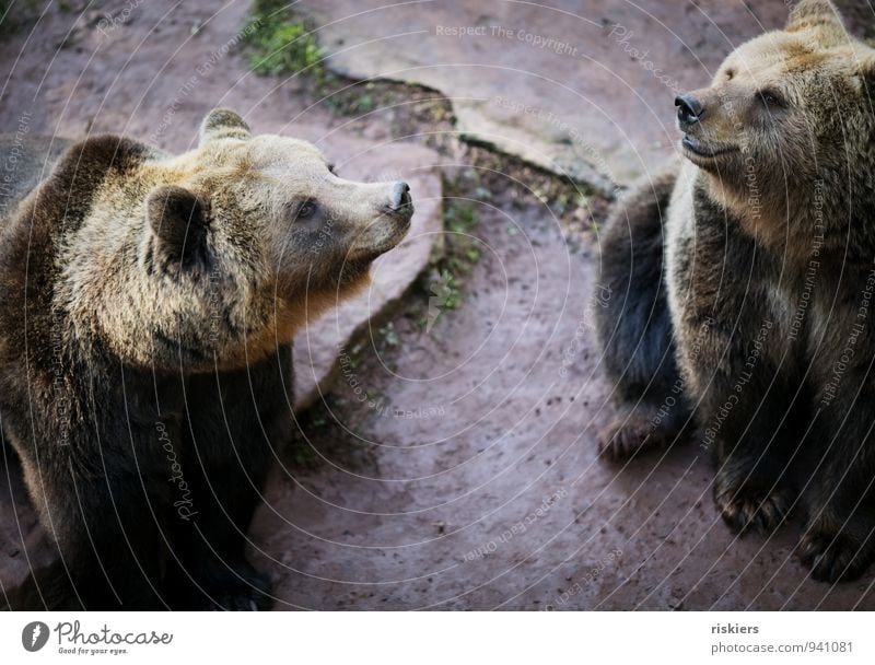 es liegt was in der luft... Tier Wildtier Zoo Bär 2 Tierpaar Tierfamilie beobachten Blick warten braun Vertrauen Einigkeit loyal Freundschaft Wachsamkeit