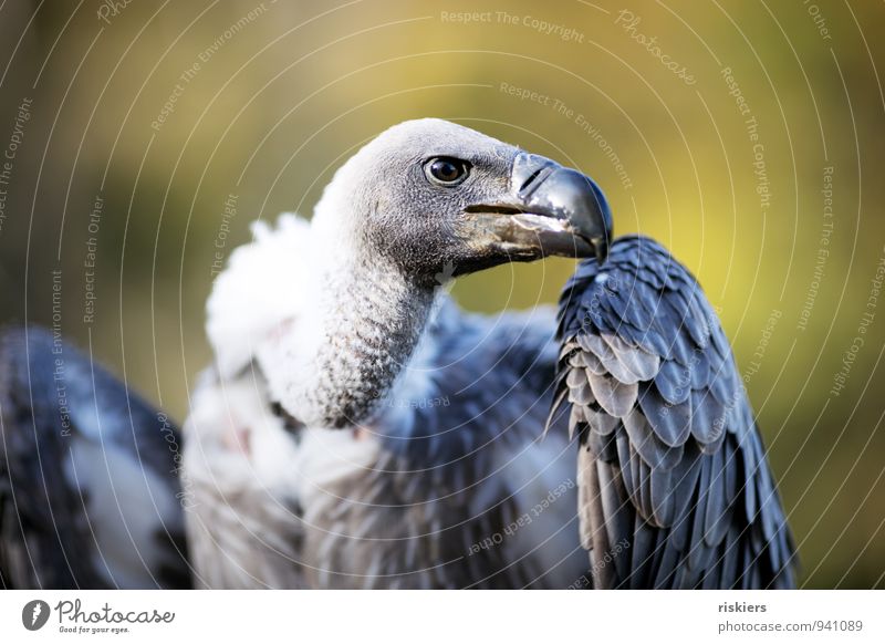 big boss Tier Wildtier Vogel Tiergesicht Flügel Zoo Geier Greifvogel 1 beobachten Blick Aggression ästhetisch bedrohlich gigantisch listig stark wild Ehre Kraft