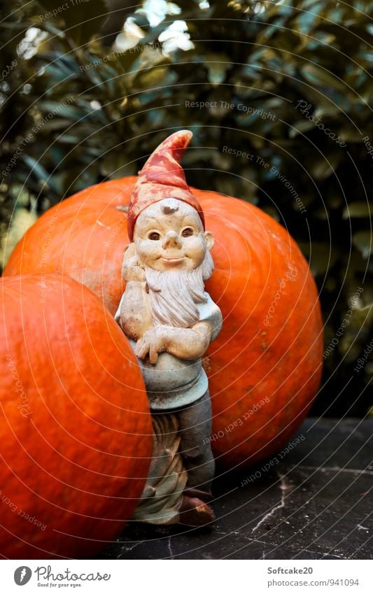 Zwerg und Kürbis Natur Herbst Gartenzwerge orange nachdenklich Farbfoto Außenaufnahme Textfreiraum oben Blick Blick in die Kamera