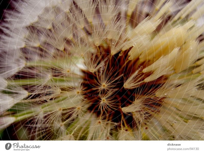 "BlowBack"Flower aka "die gemeinhin bekannte Pusteblume..." Löwenzahn Zoomeffekt Makroaufnahme Kontrast Bildausschnitt Anschnitt Detailaufnahme