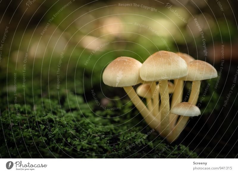 Kleine Bande Natur Pflanze Herbst Pilz Pilzhut Moos Wald Wachstum klein niedlich braun gelb grün Sicherheit Geborgenheit Freundschaft Gelassenheit geduldig