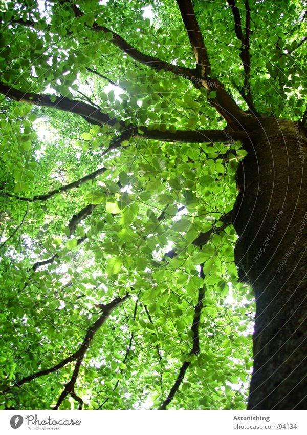 Blättermeer Sommer Umwelt Natur Pflanze Baum Blatt Grünpflanze Wachstum alt hoch grün schwarz Perspektive Baumstamm Baumrinde Rascheln Ast Baumkrone Buche schön