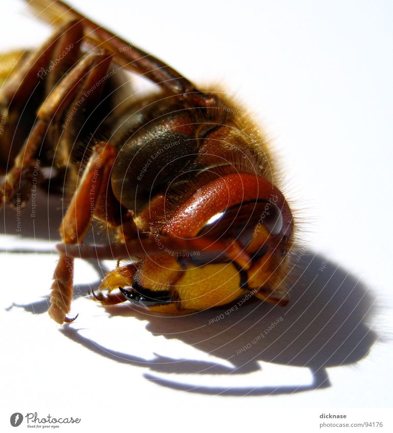 ...die schläft nur! Hornissen gefährlich schlafen bedrohlich stechen Zoomeffekt Härchen Fühler rot gelb schwarz weiß keine wespe keine biene der stich stecher