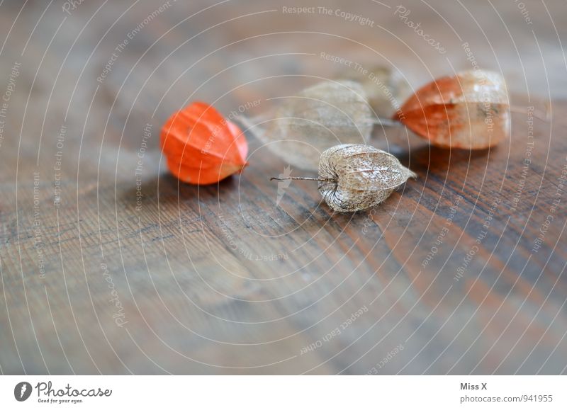 Physalis Frucht Herbst Blume Dekoration & Verzierung Kitsch Krimskrams Sammlung Holz verblüht dehydrieren trocken Verfall Vergänglichkeit Lampionblume