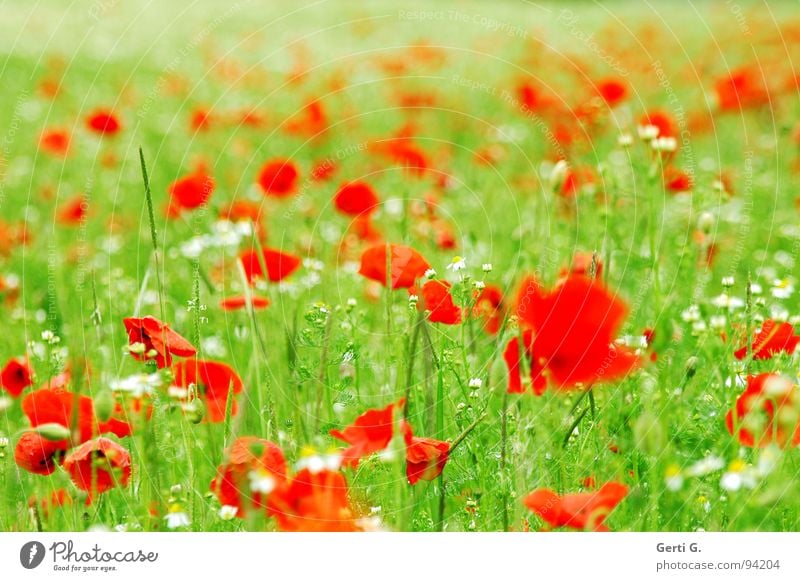 mohnboomen frisch fruchtig mehrere Klatschmohn rot zart stachelig offen grün mehrfarbig Blühend Sommer Blüte Grünpflanze Bewegungsunschärfe Mohnfeld knallig