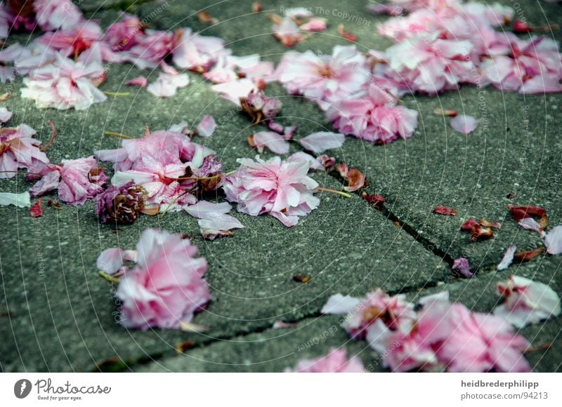 Ein Meer aus Blumen Blüte Frühling rosa Makroaufnahme Nahaufnahme Stein Perspektive Erde