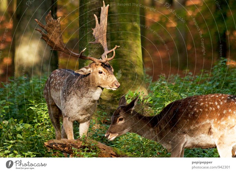 Y <Y Pflanze Tier Sommer Blume Gras Moos Wald Wildtier Tiergesicht Fell Hirsche Reh 2 Tierpaar braun grün Sicherheit Schutz ruhig mehrfarbig Außenaufnahme