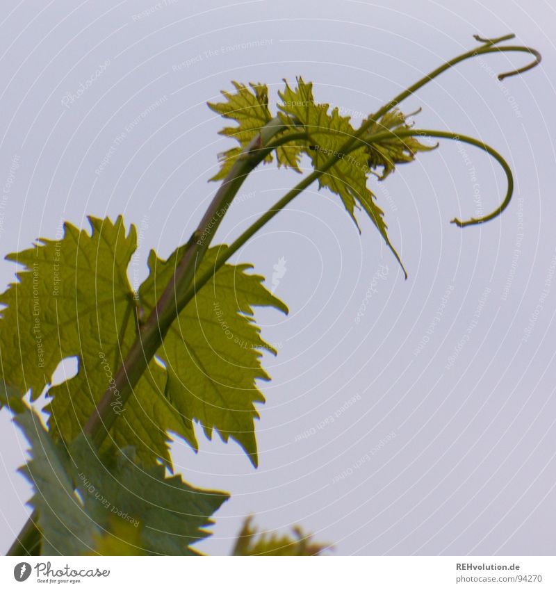 ich will in den himmel hoch Ranke Blatt diagonal trüb Wolken schlechtes Wetter streben Stengel Fühler Suche Wachstum gedeihen Pflanze drehen gegen Sommer Garten