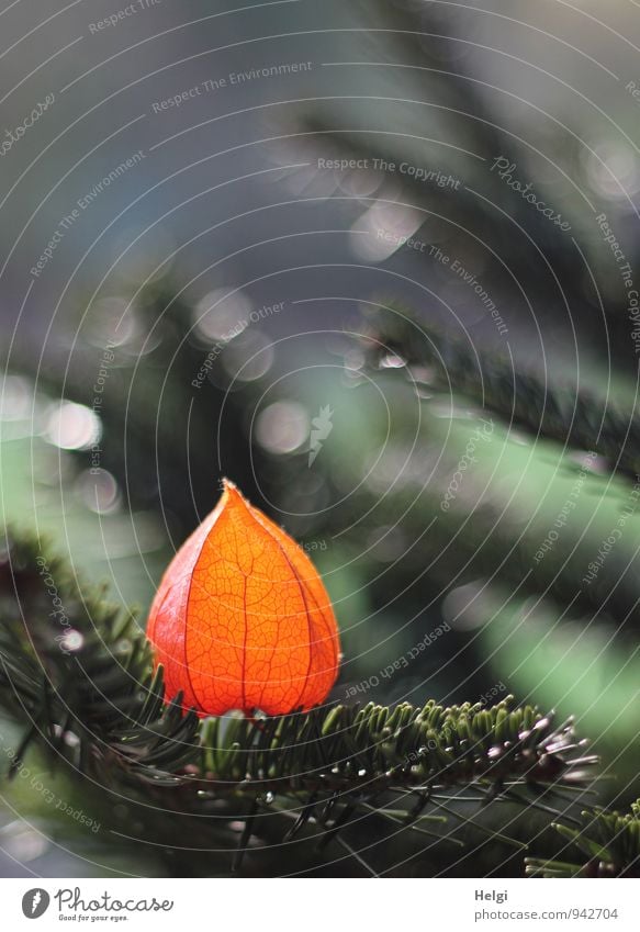 etwas andere Deko... Umwelt Natur Pflanze Schönes Wetter Baum Blume Fichte Tanne Lampionblume Zweig Garten Dekoration & Verzierung glänzend leuchten ästhetisch