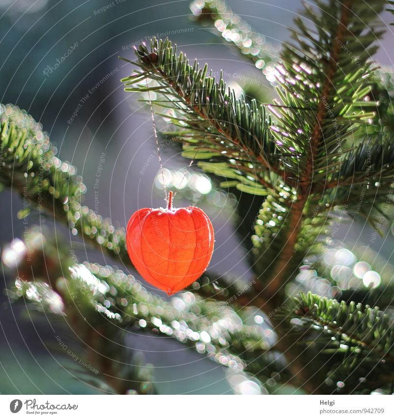 Tannenzweige mit daran hängendem Lampion einer Lampionblume im Gegenlicht mit Bokeh Umwelt Natur Pflanze Baum Blume Wildpflanze Fichte Physalis Tannennadel