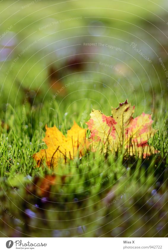 Blätter Sonnenlicht Herbst Schönes Wetter Gras Blatt Wiese mehrfarbig grün Herbstbeginn Herbstfärbung Herbstlaub Ahornblatt Farbfoto Außenaufnahme Nahaufnahme