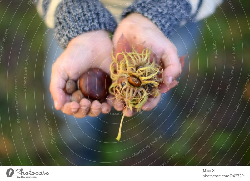 Fund im Park Lebensmittel Freizeit & Hobby Spielen Kinderspiel Mensch Kleinkind Kindheit Hand Finger 1 1-3 Jahre 3-8 Jahre Umwelt Natur Herbst Garten Wald