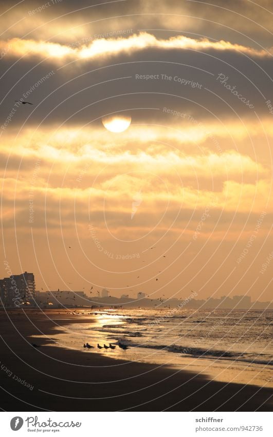 Belgisches Ende Landschaft Himmel Wolken Sonne Sonnenaufgang Sonnenuntergang Sonnenlicht Schönes Wetter Wellen Küste Strand Meer gelb gold orange rot schwarz