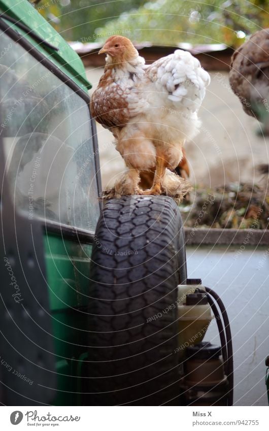 Reserve-Huhn Dorf Traktor Nutztier Vogel 1 Tier Blick Haushuhn Bauernhof Reifen Traktorrad Geflügelfarm ländlich Tierzucht Farbfoto Außenaufnahme Nahaufnahme