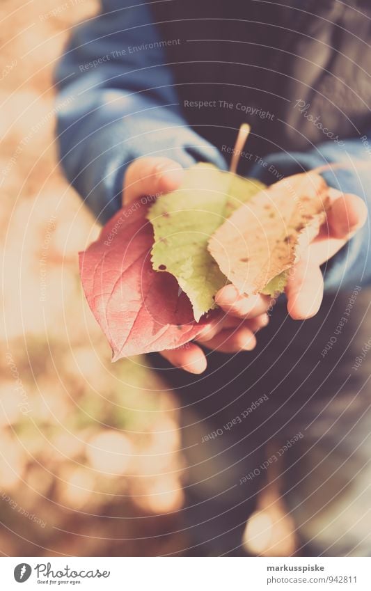 herbst in der kita Freude Glück Freizeit & Hobby Spielen Kindererziehung Kindergarten Kindergärtnerin Waldkindergarten Herbstlaub herbstlich mehrfarbig Mensch