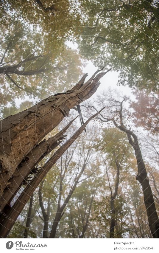 Restbaum Umwelt Natur Landschaft Pflanze Herbst Nebel Baum Wald alt kaputt natürlich braun grün gebrochen Baumstamm Baumstumpf Laubwald Buchenwald Nebelwald