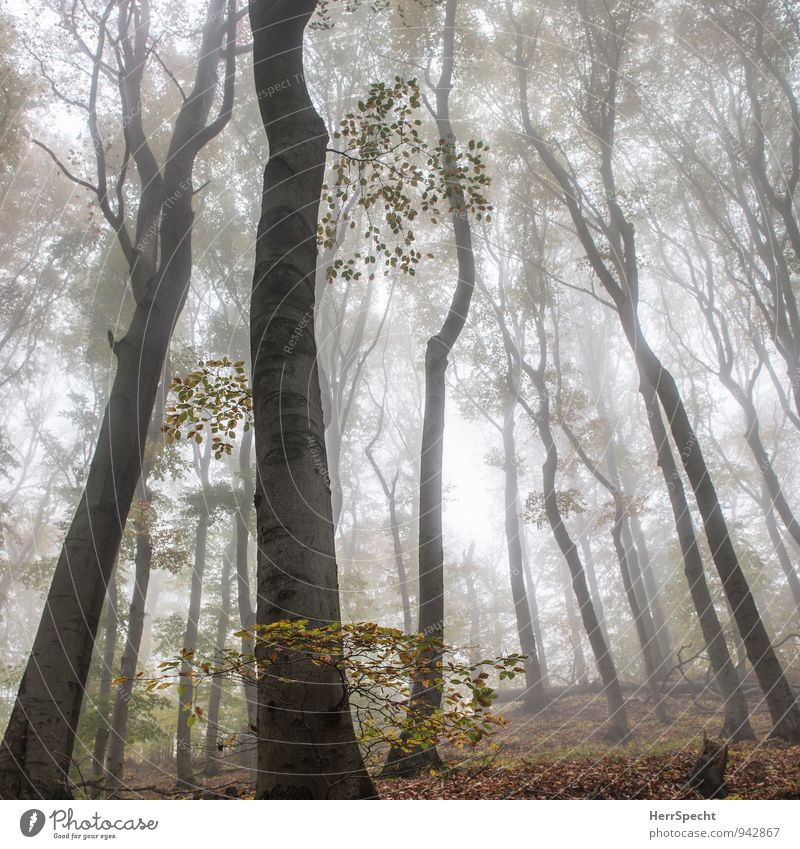 Nebelwald VI Umwelt Natur Landschaft Herbst Baum Wald ästhetisch natürlich schön Nebelstimmung Laubwald Buchenwald Wienerwald Österreich Stimmung Morgennebel