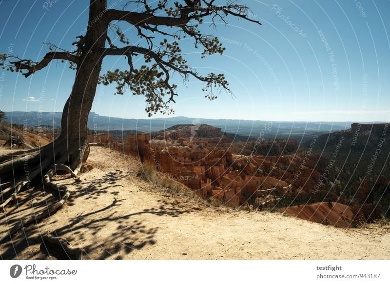 baum Umwelt Natur Baum Schlucht Bryce Canyon National Park gigantisch wild Höhenangst Abenteuer Naturerlebnis Naturwunder Farbfoto Außenaufnahme Licht Schatten