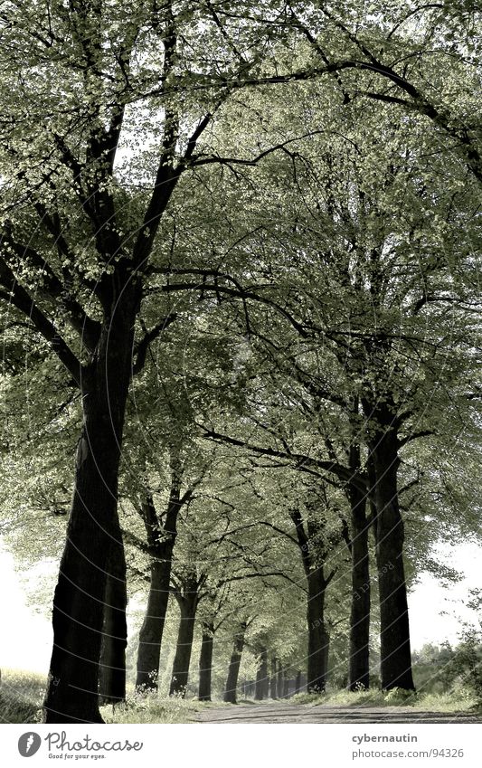 Blätterdach Frühling Allee Baum Geäst Straße Perspektive Ferne