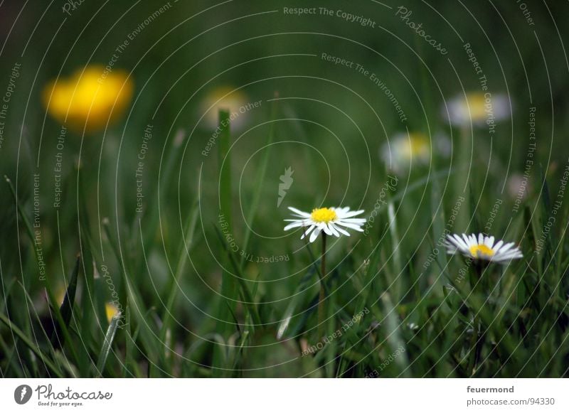 Summertime, and the livin´ is easy... Sommer Blume Blumenwiese Gänseblümchen Freude grün Blüte hell happy summertime