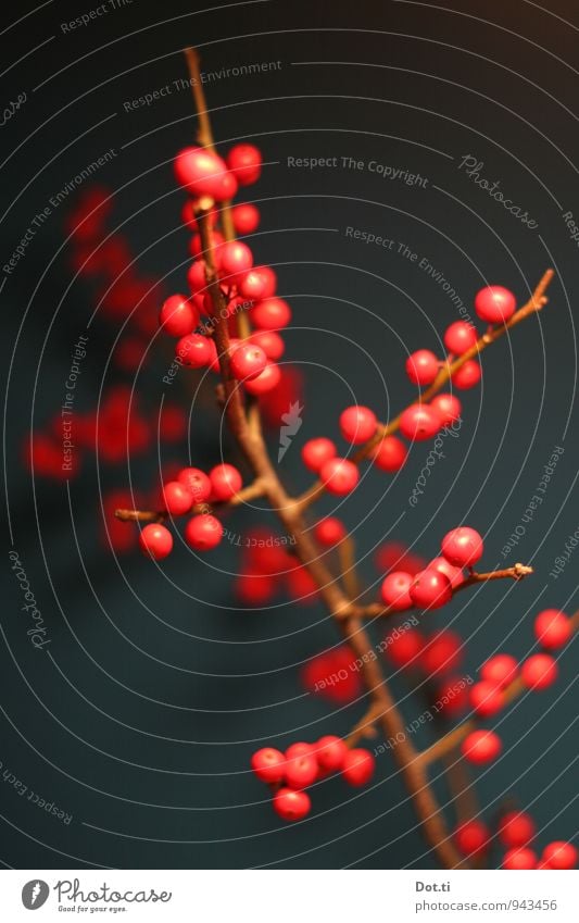 Stylezweyg Häusliches Leben Pflanze rund rot Zweig Beeren Beerenzweig Beerensträucher Dekoration & Verzierung Weihnachten & Advent herbstlich Ilex Farbfoto