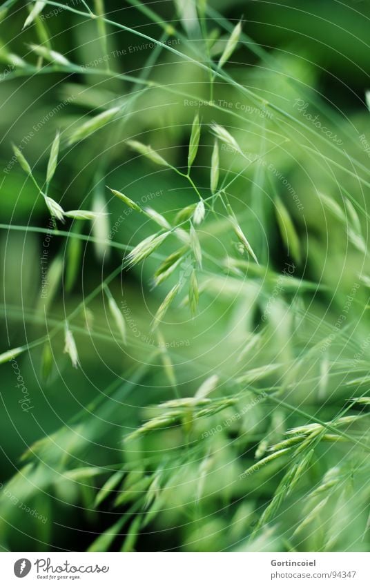 Graschaos Umwelt Natur Pflanze Frühling Sommer Garten Wiese Linie grün chaotisch Samen Rasen kreuzen überlagert wild Brennpunkt Graswiese Grasspitze Blattknospe