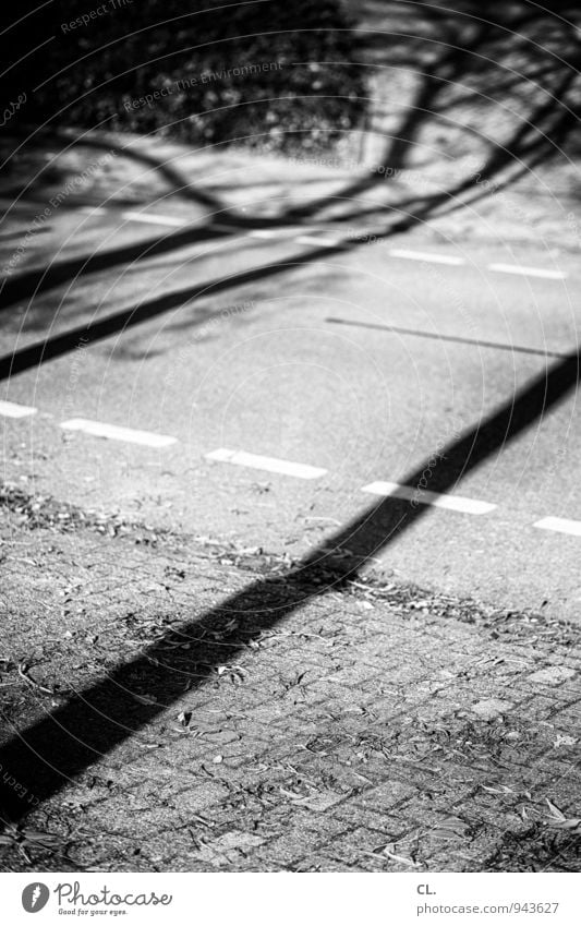 schatten Umwelt Natur Herbst Schönes Wetter Baum Verkehr Verkehrswege Straßenverkehr Wege & Pfade Fahrradweg Linie Schwarzweißfoto Außenaufnahme Menschenleer