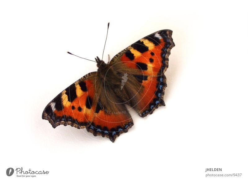 Butterfly schön Tier Schmetterling fliegen träumen ästhetisch natürlich rot schwarz weiß Gefühle Romantik Zufriedenheit Idylle einzigartig Leichtigkeit