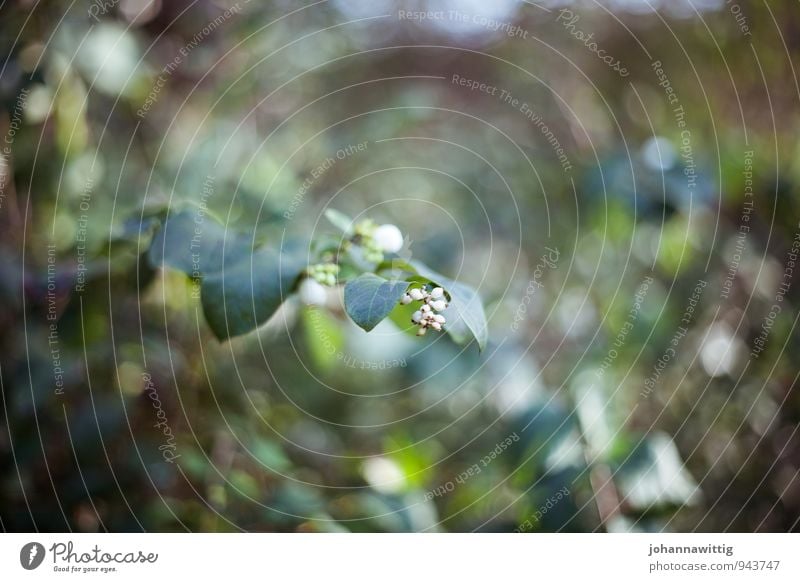 nur noch sekunden. Umwelt Natur Pflanze Herbst Sträucher Grünpflanze Wildpflanze Garten Park Wiese Wald ästhetisch außergewöhnlich schön einzigartig weich grün