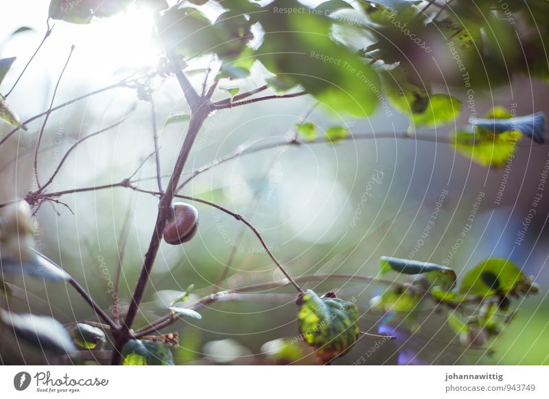 im schneckenhaus Umwelt Natur Landschaft Pflanze Tier Sonne Sonnenlicht Sommer Schönes Wetter Baum Sträucher Blatt Grünpflanze Wildpflanze Schnecke rennen