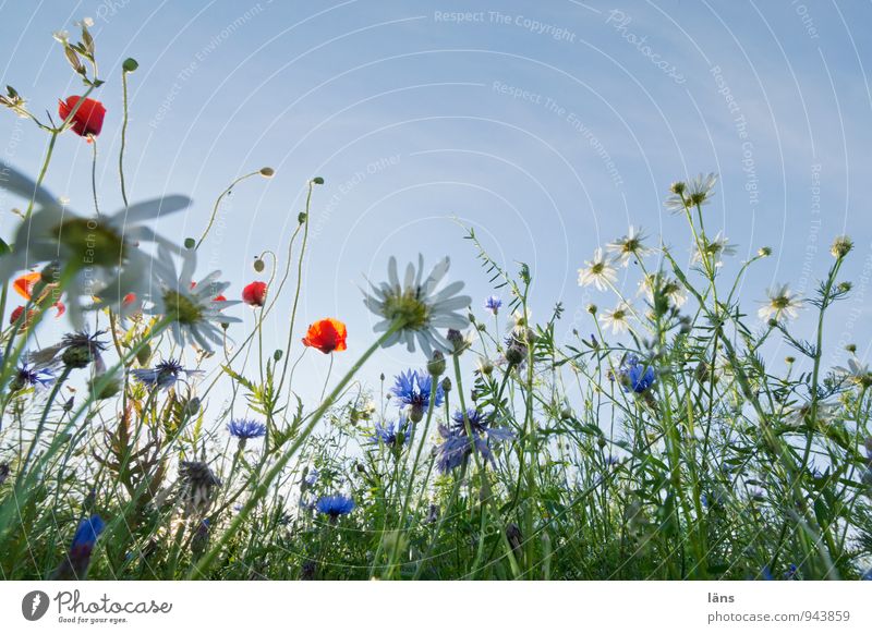 himmelwärts Umwelt Natur Landschaft Pflanze Himmel Sommer Schönes Wetter Blume Wildpflanze Feld Blühend Beginn Hoffnung Wachstum Wandel & Veränderung Zerstörung