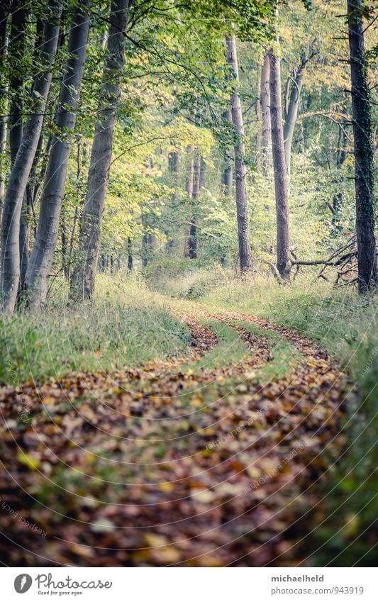 Wohin gehst du? Umwelt Natur Landschaft Pflanze Erde Herbst Baum Gras Wildpflanze Wald atmen genießen Ferien & Urlaub & Reisen stehen träumen Traurigkeit