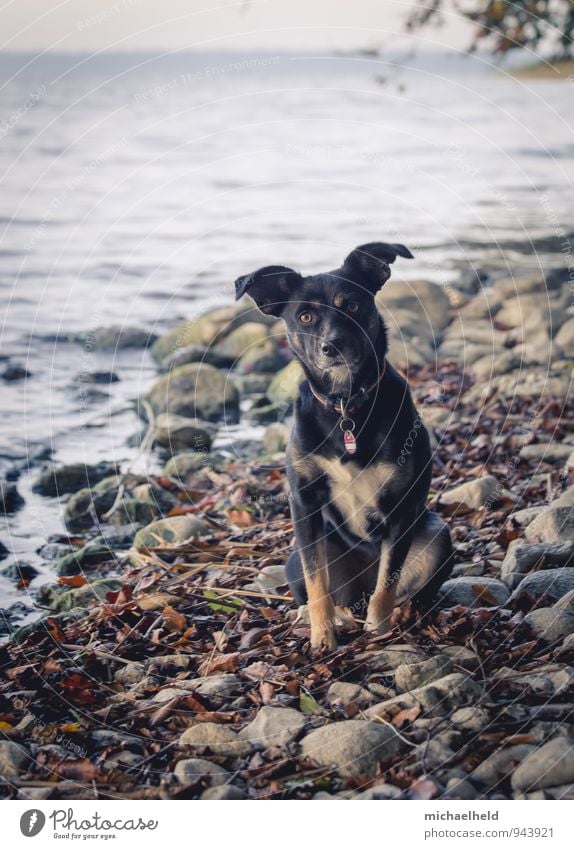 treue Freundin Natur Landschaft Wasser Herbst Wellen Küste Seeufer Selenter See Schleswig-Holstein Tier Haustier Hund 1 genießen Ferien & Urlaub & Reisen