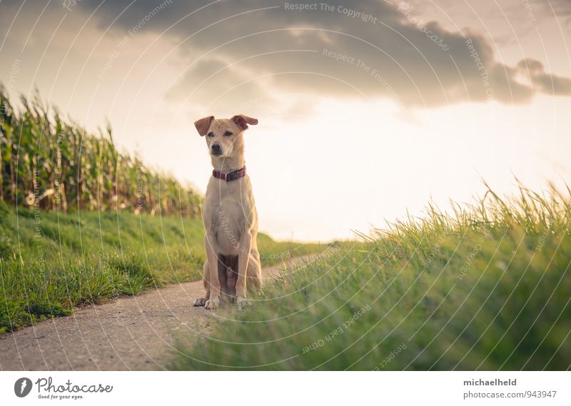 Hundewache Tier Haustier 1 Blick sitzen niedlich dünn Wärme gelb gold grün achtsam Wachsamkeit Vorsicht geduldig ruhig Selbstbeherrschung Partnerschaft Fitness