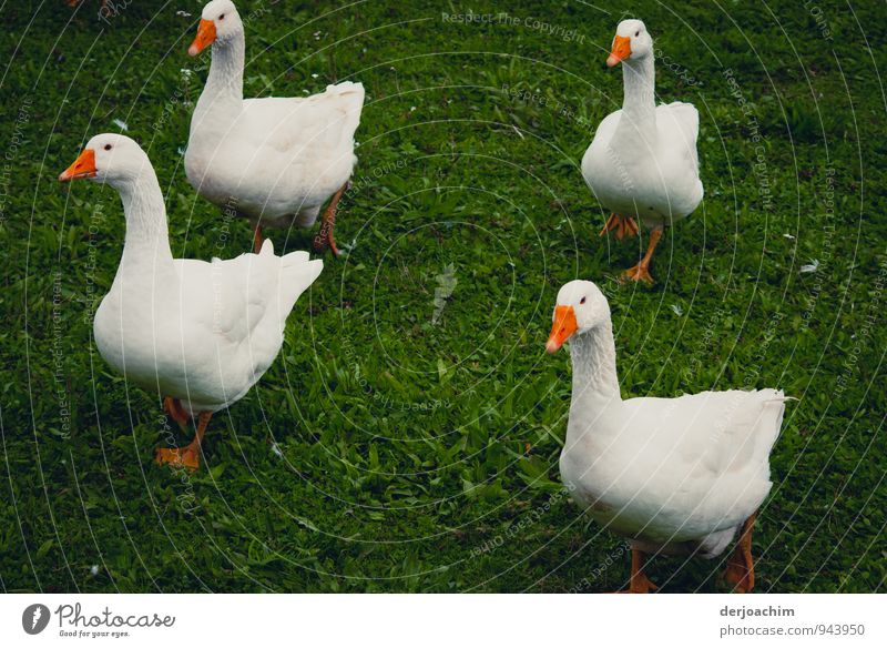 Im Gleichschritt, Vier Fränkische Weihnachtsgänse im Gleichschritt auf einer Wiese. harmonisch Zufriedenheit Freizeit & Hobby Ausflug Herbst Schönes Wetter Gras