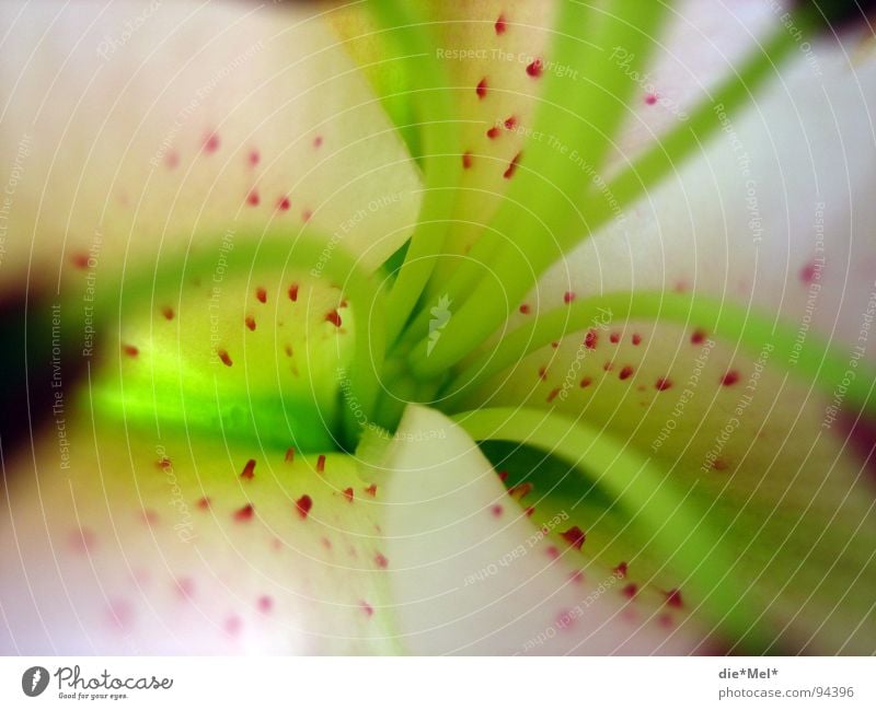 Lili im Detail Blüte Blume grün rot weiß Blütenblatt Frühling Pflanze Pollen Lilien Makroaufnahme Stempel Natur Garten Detailaufnahme bestäubung flower