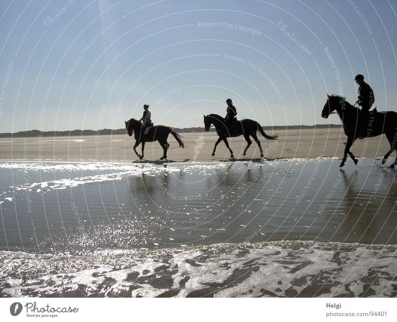 Silhouetten von drei Reitern bei Sonnenschein am Strand Gedeckte Farben Außenaufnahme Textfreiraum oben Tag Schatten Reflexion & Spiegelung Sonnenlicht