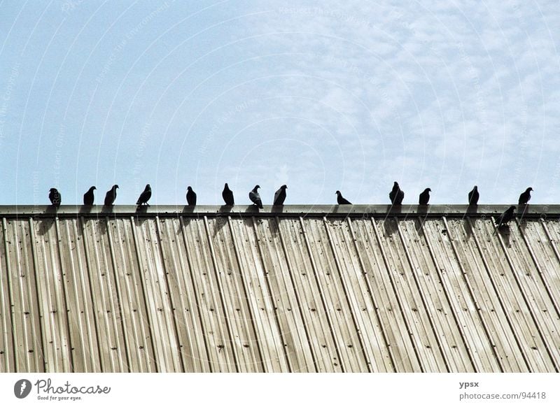 Vögel Dach schwarz Taube Streifen horizontal Gegenlicht Detroit Fabrik Lagerhalle braun Lücke beige Amerika Gebäude Wolken Vogel Geometrie Außenaufnahme