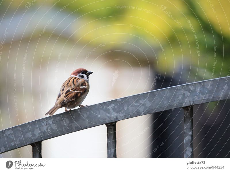 Herr Spatz von Sperling Menschenleer Tier Vogel Feldsperling Singvögel Sperlingsvögel 1 Metall natürlich schön braun grau grün weiß Tierliebe Zufriedenheit