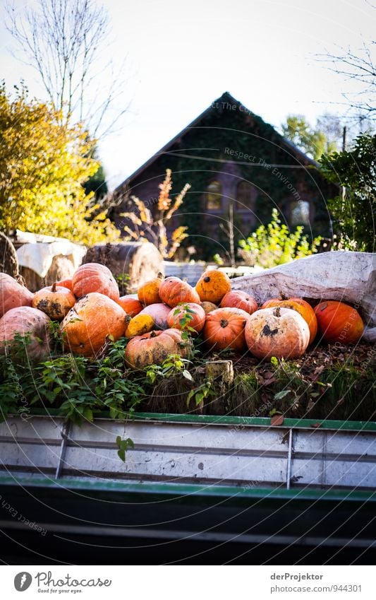 Kürbisse im Spreewald Ferien & Urlaub & Reisen Tourismus Ausflug Abenteuer Umwelt Landschaft Herbst Schönes Wetter Pflanze Flussufer Schifffahrt