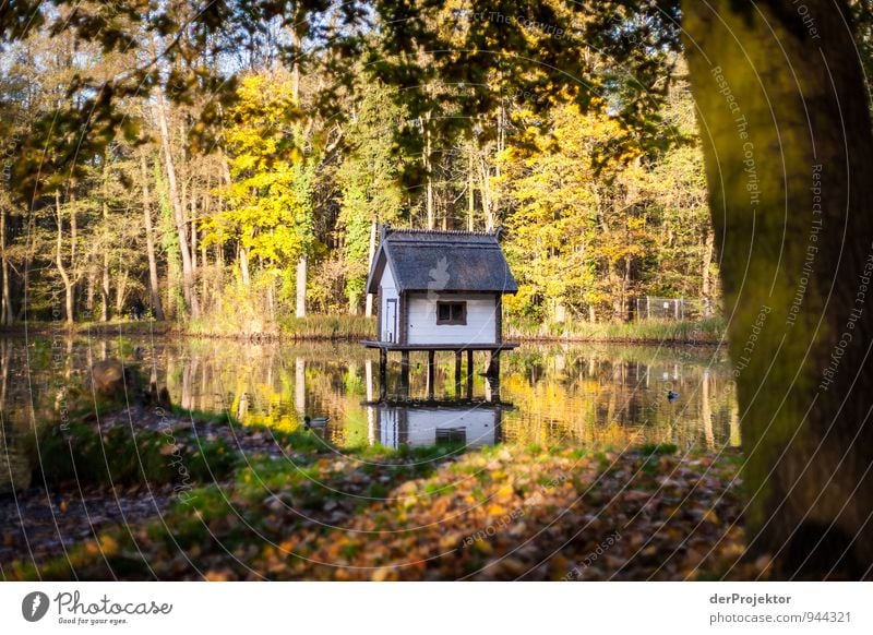 Schmuckes Haus im Grünen auch auf den zweiten Blick Umwelt Natur Landschaft Pflanze Herbst Garten Park Wiese Wald Insel Moor Sumpf Teich See Fischerdorf