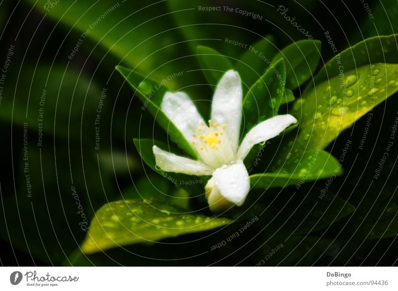 Blumenkind klein Blüte Sommer Frühling weiß grün gelb zart Angst Makroaufnahme Nahaufnahme orange Regen Urwald Reflexion & Spiegelung Wasser Schatten Nahaufname