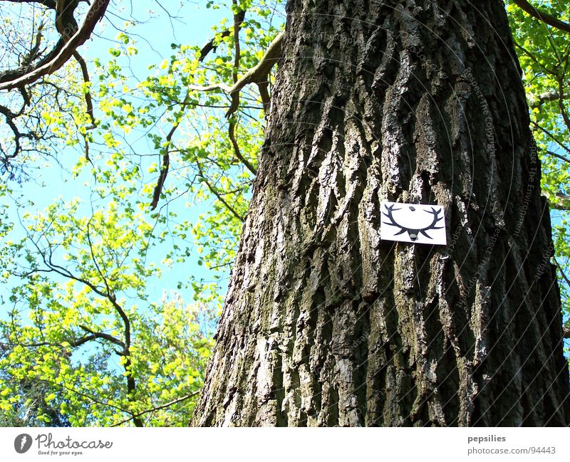 Hirschalarm Wald Baumstamm grün Plakette Blüte Frühling Hirschgeweih Ast Schönes Wetter