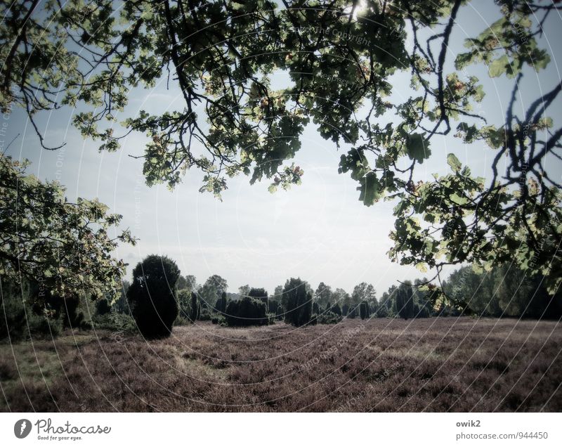 Lila Teppich Ferien & Urlaub & Reisen Ausflug Ferne Freiheit Umwelt Natur Landschaft Pflanze Himmel Wolken Horizont Klima Wetter Schönes Wetter Baum Sträucher