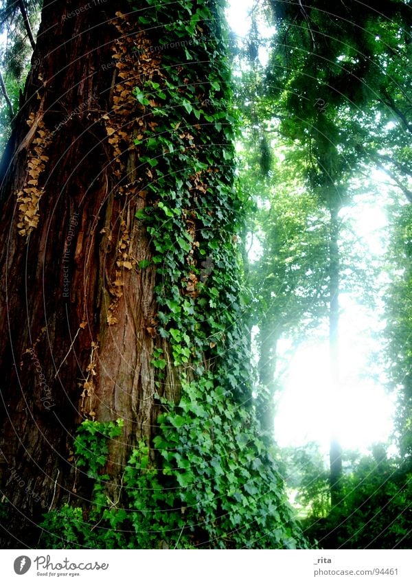 Elefantenbaum Baum Efeu Wald grün braun Licht Baumrinde Blatt Ranke schön Frühling Idylle groß Marula-Baum Macht Holz Natur gegenlich Sonne Pflanze Baumstamm