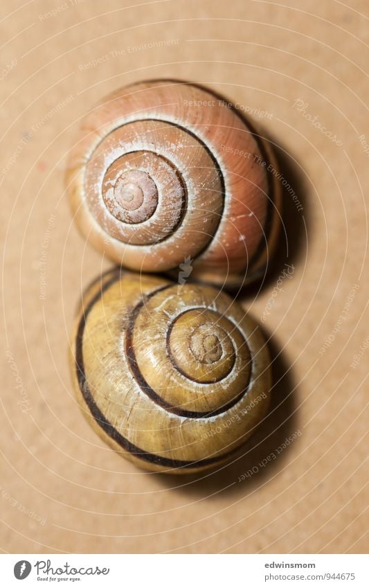 Doppelhaushälften Tier Schnecke Schneckenhaus 2 Dekoration & Verzierung berühren authentisch Zusammensein klein nah natürlich gelb orange Schutz Natur