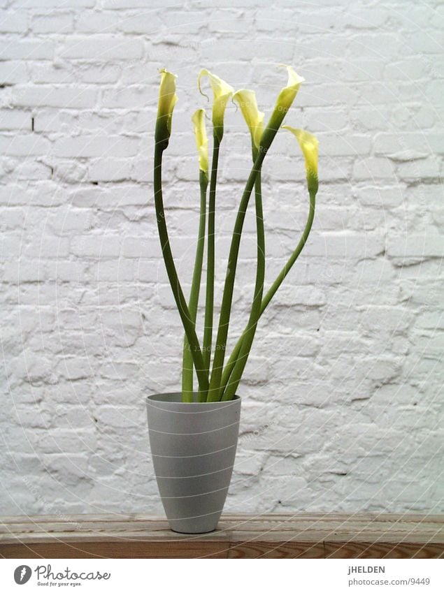 Kallas 04 Freude Sommer Pflanze Frühling Blume Blüte Mauer Wand Holz springen Coolness kalt weiß Lilien neutral minimalistisch Zen Vase Holzmehl Dia Am Rand