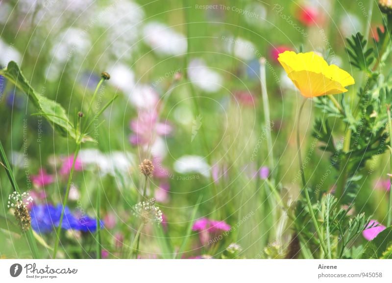 Wiesensträußerl Pflanze Blume Gras Mohnblüte Garten Blumenwiese Blühend Freundlichkeit hell natürlich mehrfarbig gelb grün Frühlingsgefühle Natur sommerlich